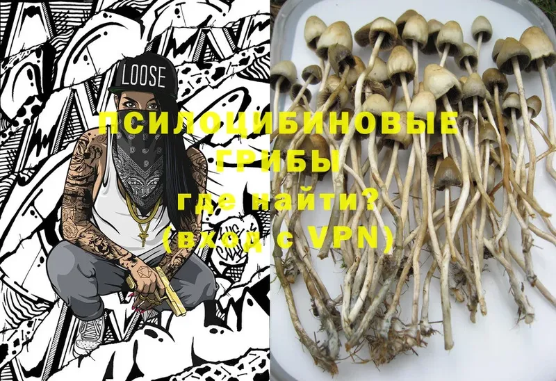 Галлюциногенные грибы Cubensis  где купить   Фокино 